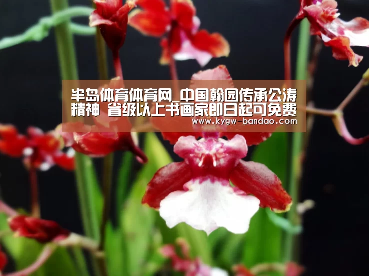 半岛体育体育网_中国翰园传承公涛精神 省级以上书画家即日起可免费游园