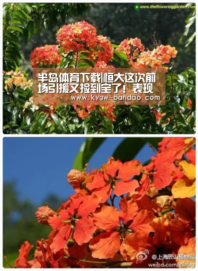 半岛体育下载|恒大这次前场引援又捡到宝了！表现不俗的他已斩获亚冠单轮MVP